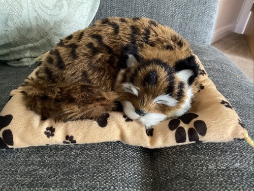 Cat sleeping cushion soft - cat,