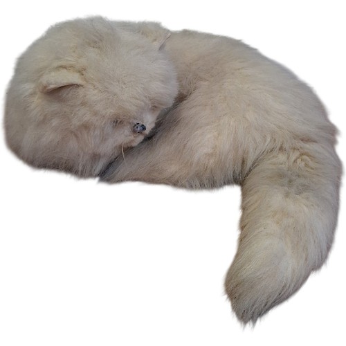 Realistic plush sleeping cat - plush,