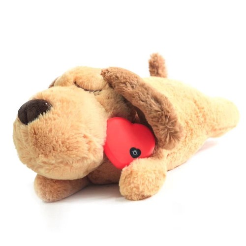 Pet puppy cat - pet, soft