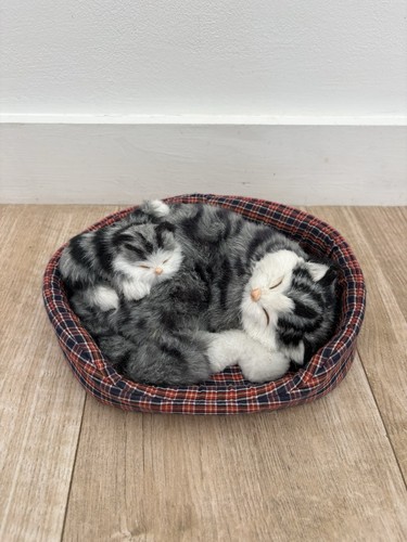 Sleeping cat kitten in bed - sleeping,