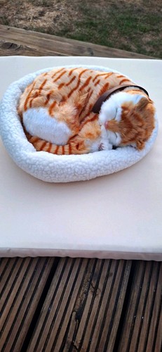 Sleeping cat soft - inc, pet