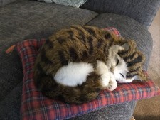Cat  Sleeping On Cushion Soft