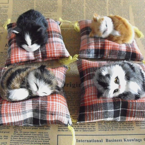 Cute sleeping cat - cute,